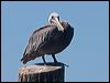 Click here to enter gallery and see photos of Brown Pelican
