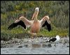 Click here to enter gallery and see photos of Great White Pelican