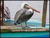 Click here to enter gallery and see photos of Peruvian Pelican
