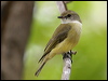 Click here to enter gallery and see photos/pictures/images of Lemon-bellied Flyrobin