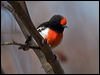 Click here to enter gallery and see photos/pictures/images of Red-capped Robin