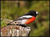 Click here to enter gallery and see photos/pictures/images of Scarlet Robin