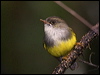 Click here to enter gallery and see photos/pictures/images of Yellow-bellied Flyrobin