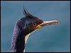 Click here to enter gallery and see photos of Auckland (Islands) Shag