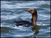 Click here to enter gallery and see photos of Brandt's Cormorant