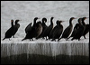 Click here to enter gallery and see photos of Cape Cormorant