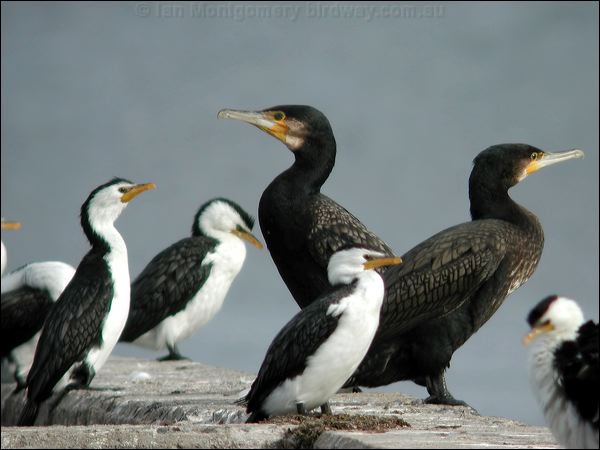 Great Cormorant great_cormorant_03815.psd