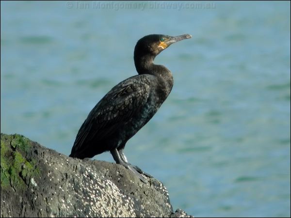 Great Cormorant great_cormorant_05509.psd