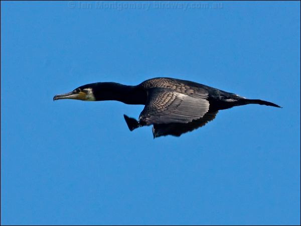 Great Cormorant great_cormorant_144917.psd