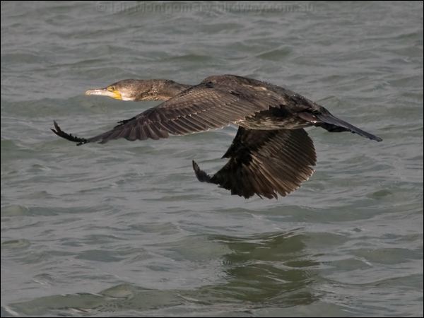 Great Cormorant great_cormorant_163330.psd