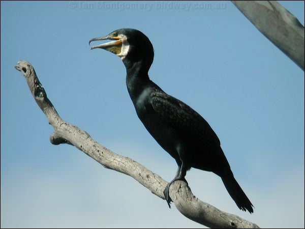 Great Cormorant great_cormorant_20080.psd