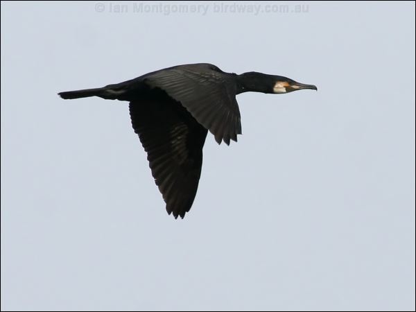 Great Cormorant great_cormorant_51516.psd