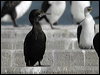 littleblackcormorant03810