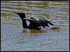 littleblackcormorant154794