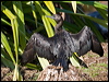 littleblackcormorant154910
