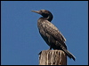 Click here to enter gallery and see photos of Little Black Cormorant