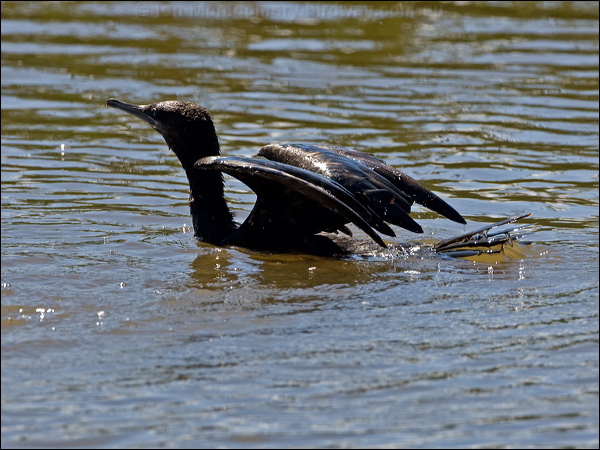 Little Black Cormorant littleblackcormorant154794.psd