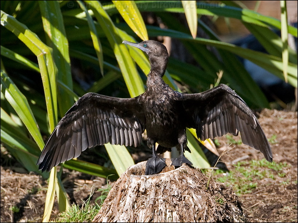 Little Black Cormorant littleblackcormorant154913.psd