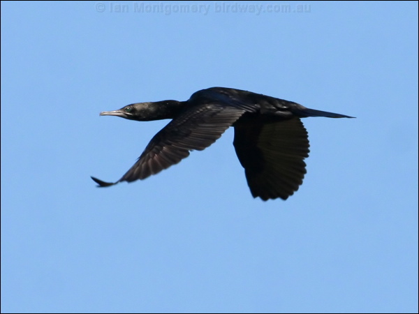Little Black Cormorant littleblackcormorant37662.psd
