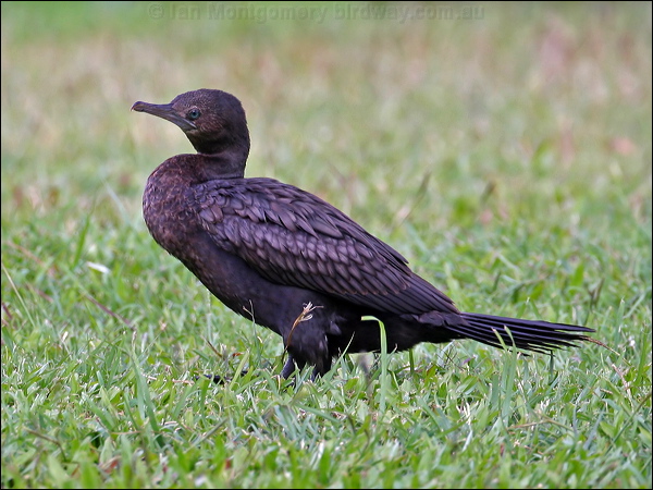 Little Black Cormorant littleblackcormorant60740.psd
