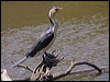 Click here to enter gallery and see photos of Little Pied Cormorant