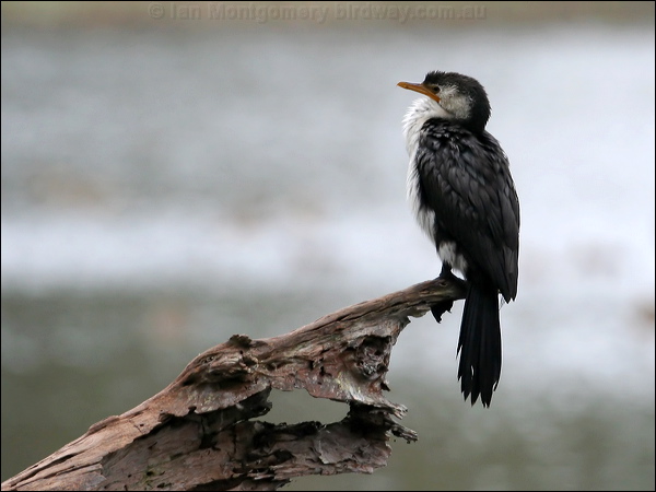 Little Pied Cormorant littlepiedcormorant_36783.psd