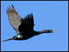 Click here to enter gallery and see photos of Pelagic Cormorant