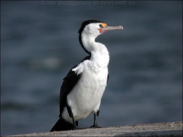 (Australian) Pied Cormorant pied_cormorant_02622.psd