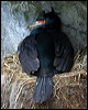 red_faced_cormorant_68937