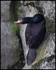 red_faced_cormorant_68938