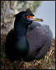 red_faced_cormorant_69033