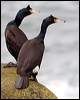 red_faced_cormorant_69097