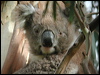 koala_08156