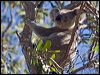 koala_182200