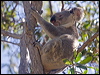 koala_182215