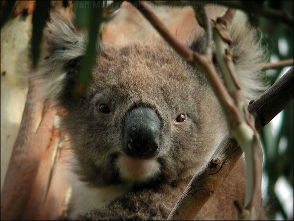 Koala koala_08154.psd