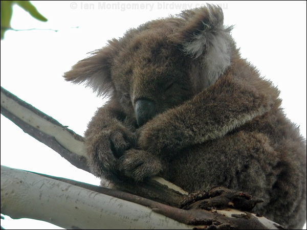 Koala koala_08239.psd