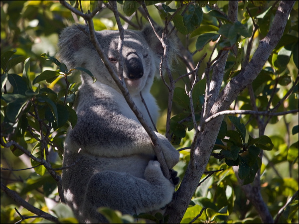 Koala koala_182190.psd