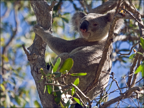 Koala koala_182200.psd