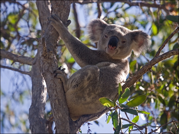 Koala koala_182212.psd