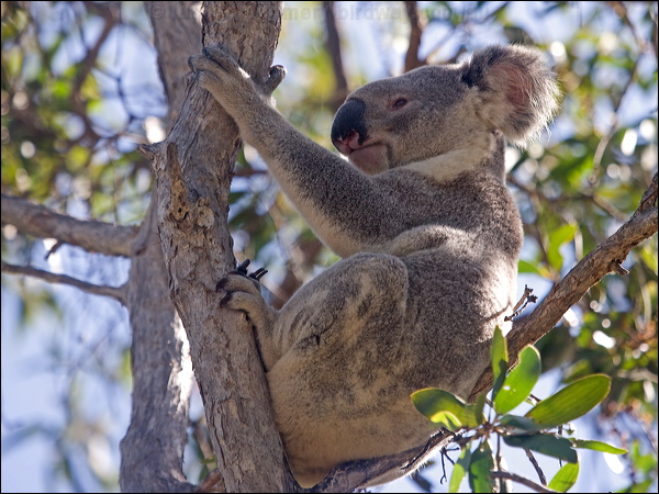 Koala koala_182215.psd