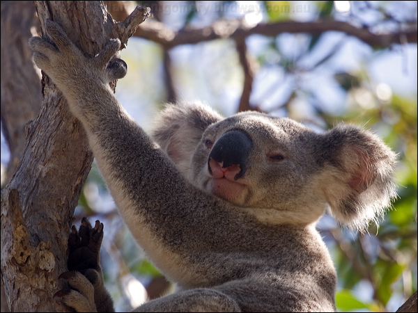 Koala koala_182219.psd
