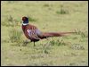 Click here to enter gallery and see photos of Common Pheasant