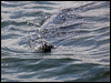 harbour_seal_107634