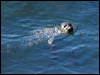 harbour_seal_108664