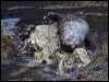 harbour_seal_69712