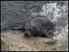 harbour_seal_69716