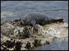harbour_seal_69720