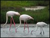 greater_flamingo_04773