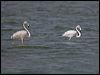 greater_flamingo_160366